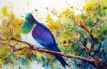 Kereru in Kowhai by Sue Graham